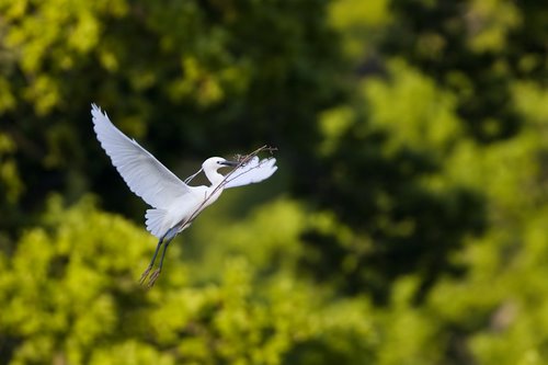 Little_Egret